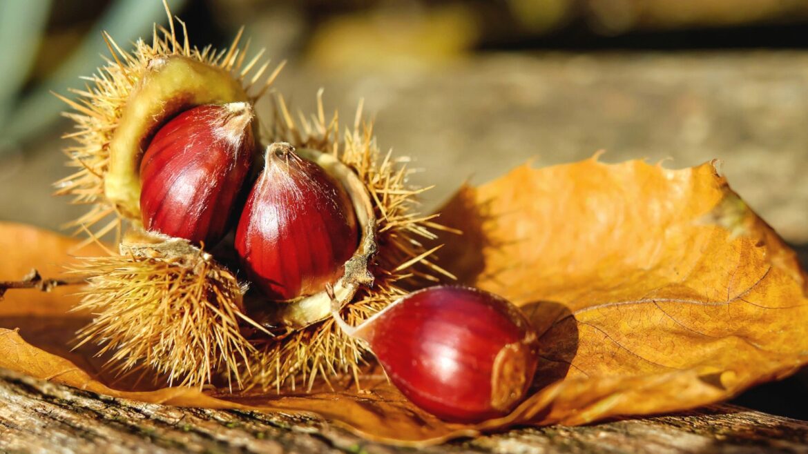 Il frutto dell’autunno: la castagna